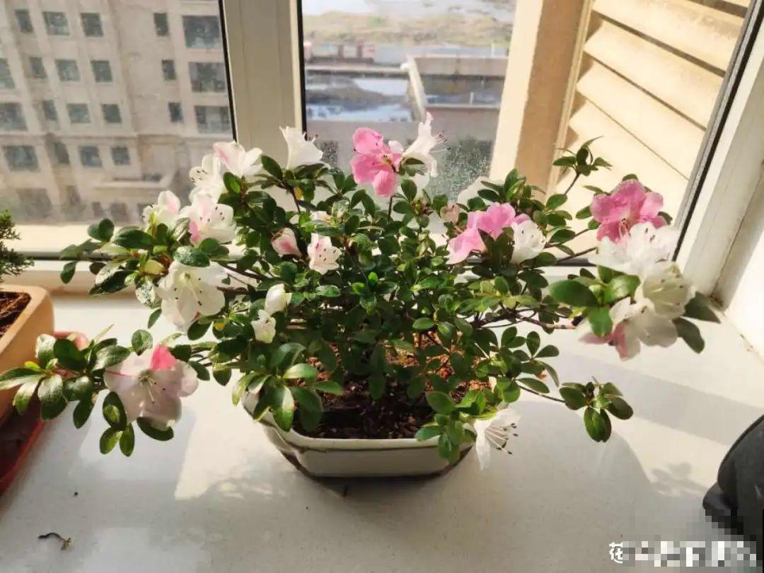 夏天养杜鹃，真是够难的，要注意6个要点