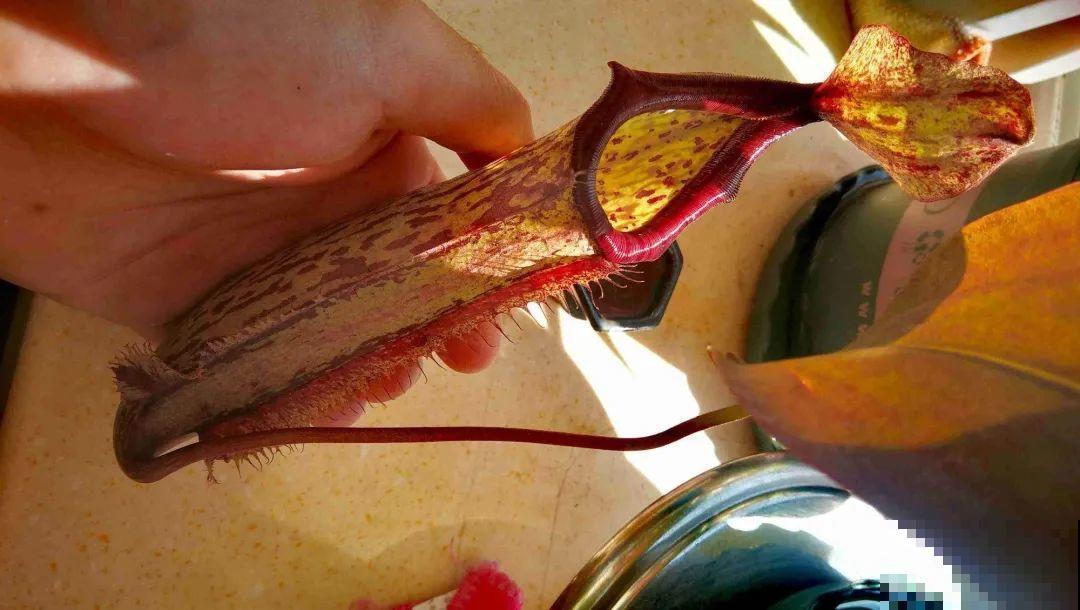 江西无蚊村,种满“驱蚊树”,一年四季没蚊子 江西无蚊村,种满“驱蚊树”,一年四季没蚊子