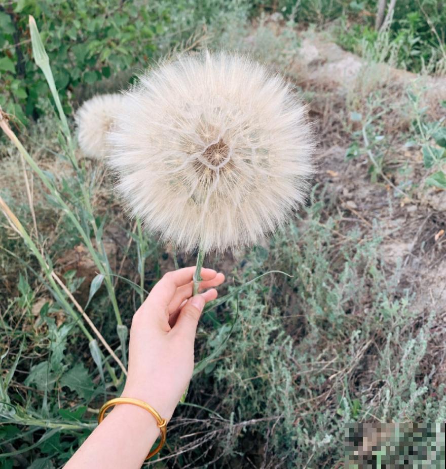 水塘边长出的“烤肠”，原来叫香蒲，毛茸茸特好玩