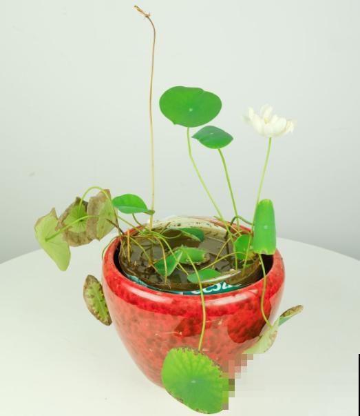 养碗莲做好3点，开花美得像艺术品，拍的照片像修图