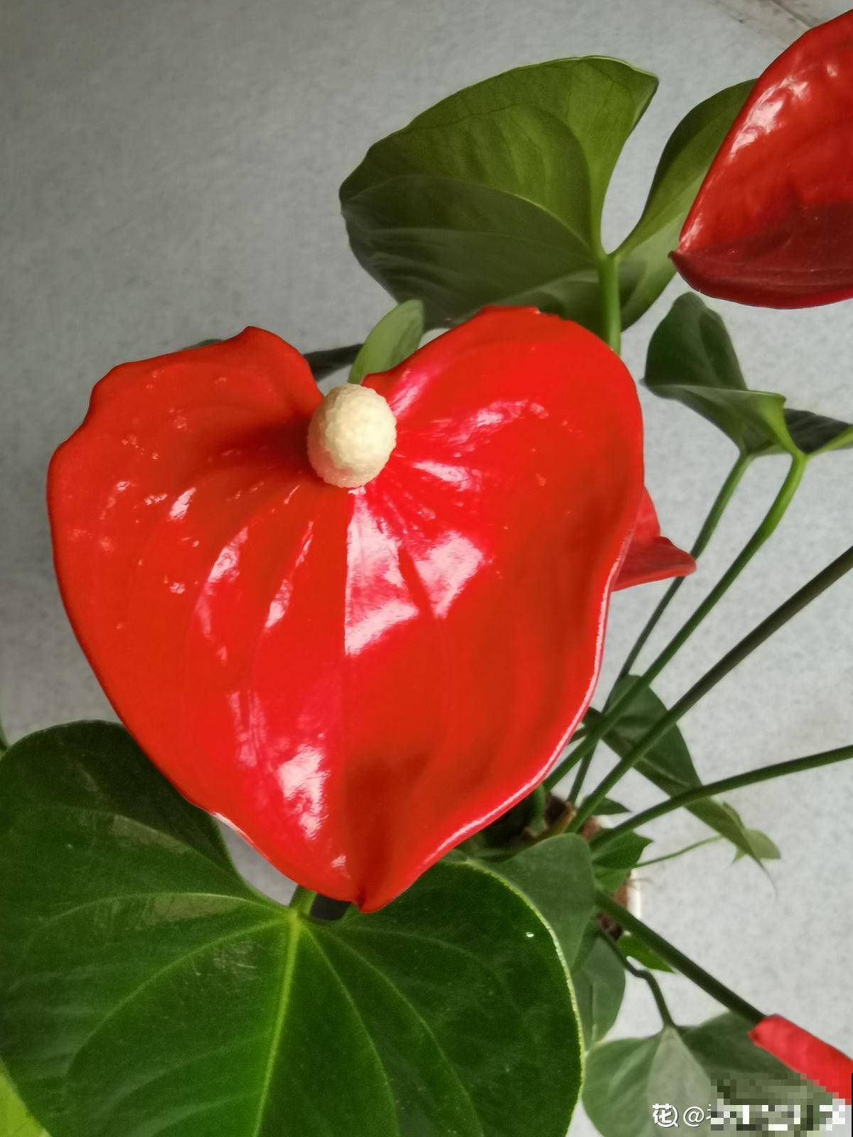 20种常见花,一句话说到浇水要点,赶紧学学 20种常见花,一句话说到浇水要点,赶紧学学