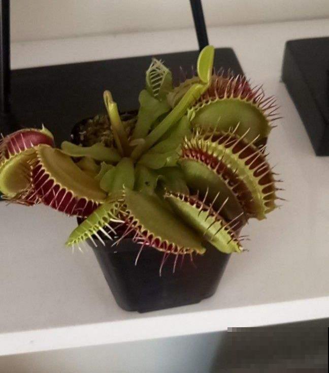 植物也有“肉食性”的，4种食虫植物，养在家里能“灭蚊”