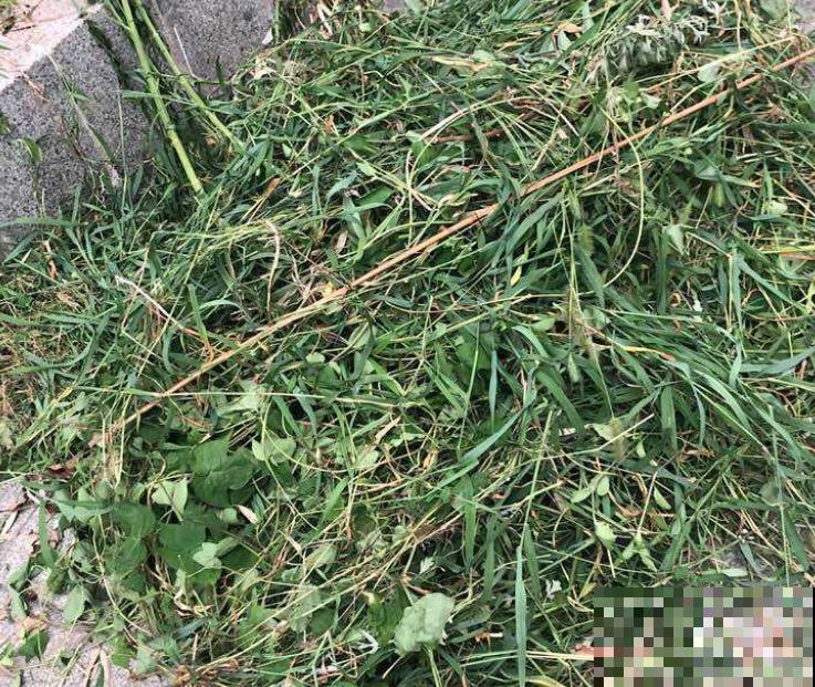 农村常见的饲料，拿来养花，枝叶特健壮