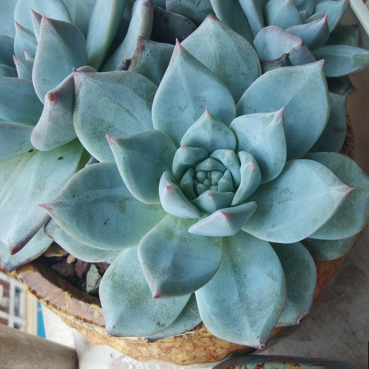 看似好养的多肉,办公室屡见不鲜,可有4个禁忌,不注意也会养废 看似好养的多肉,办公室屡见不鲜,可有4个禁忌,不注意也会养废