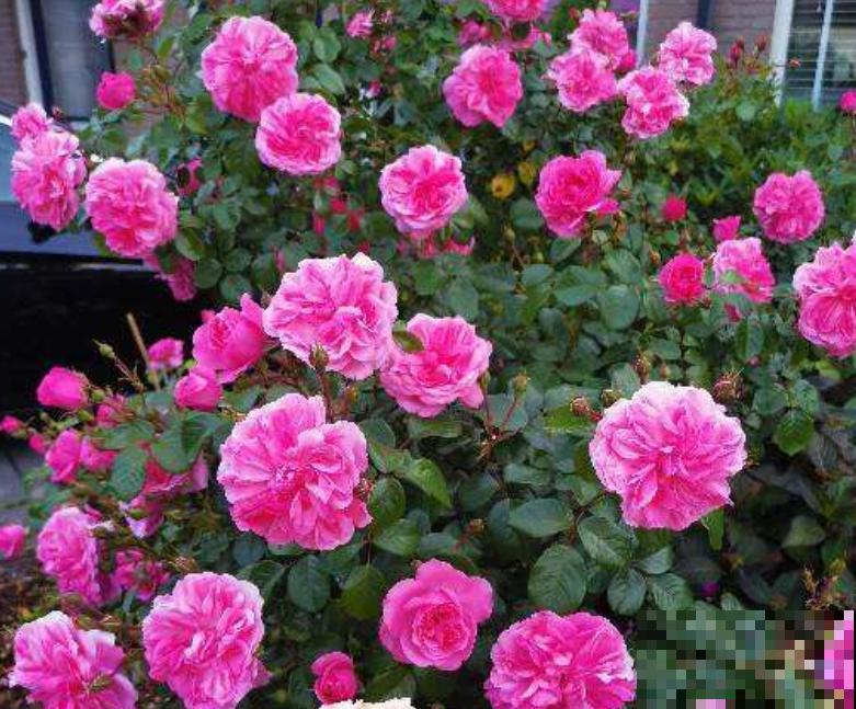 有个小院子可头疼了，新手不知种什么花，快来看看