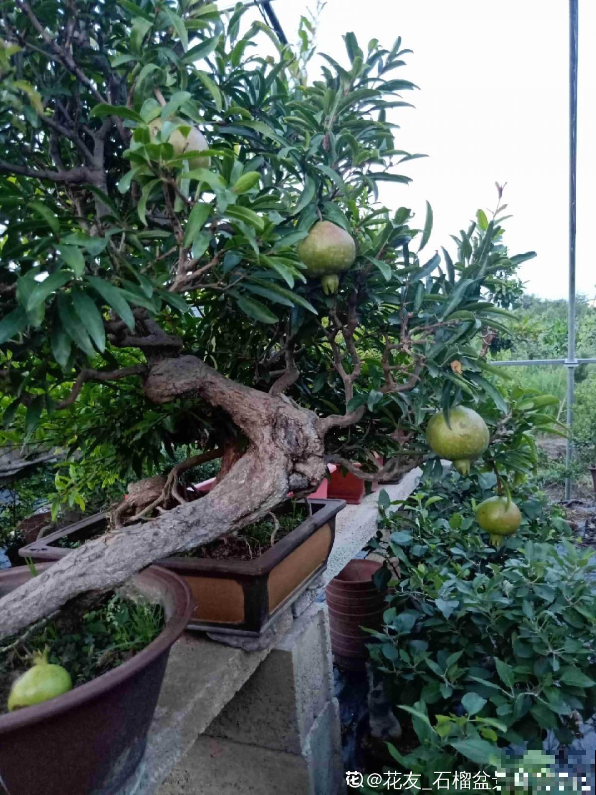 2种果树，不仅能结果，修剪好了还能做盆景