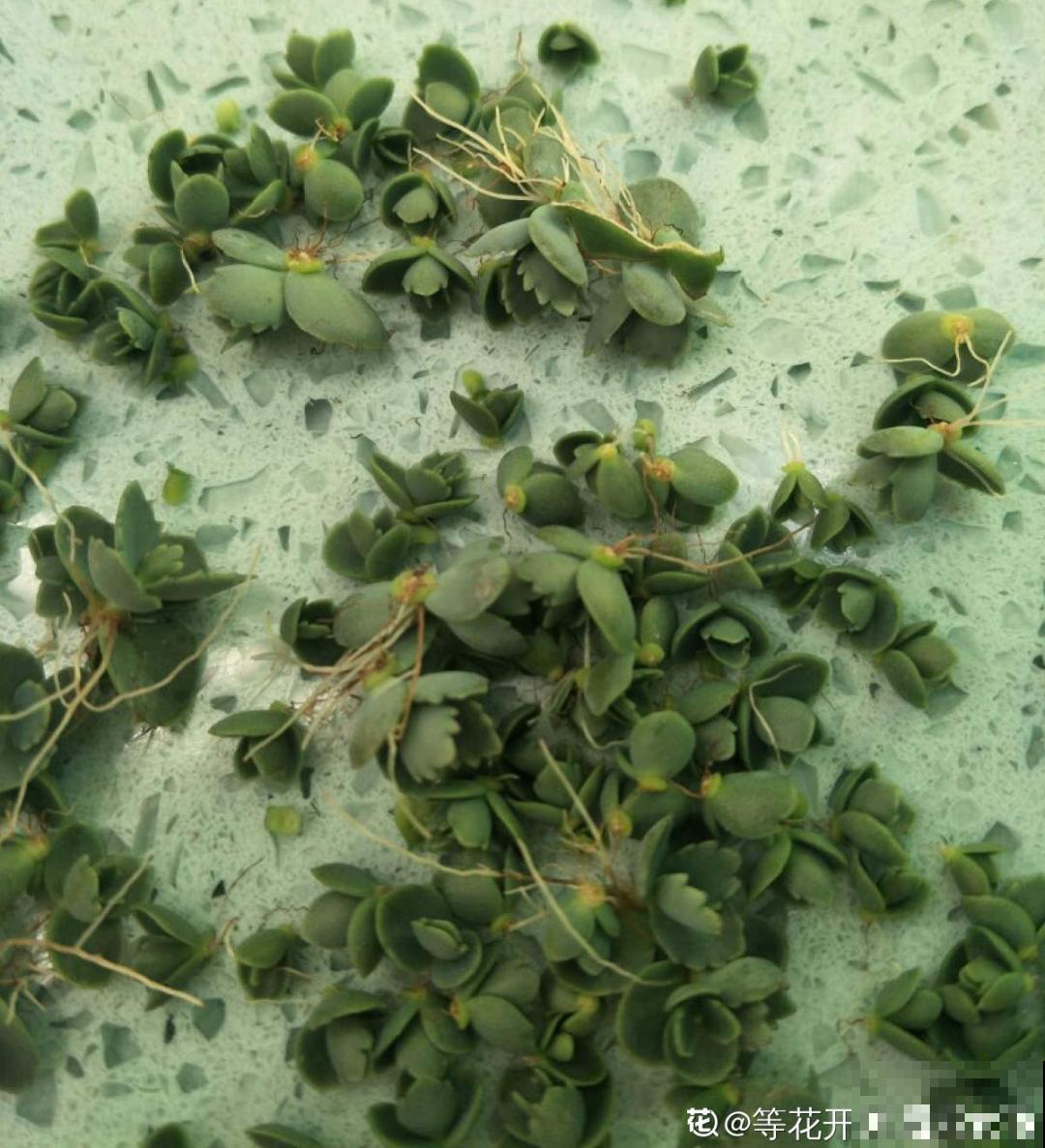 “不死鸟”真烦人，越养越多，真想扔掉