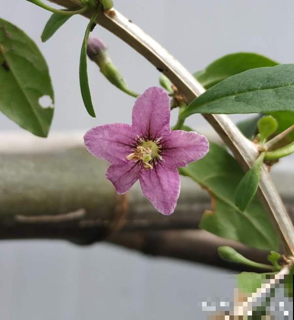 1种大气又精致的盆景，6个养护方法，枸杞盆景进家门