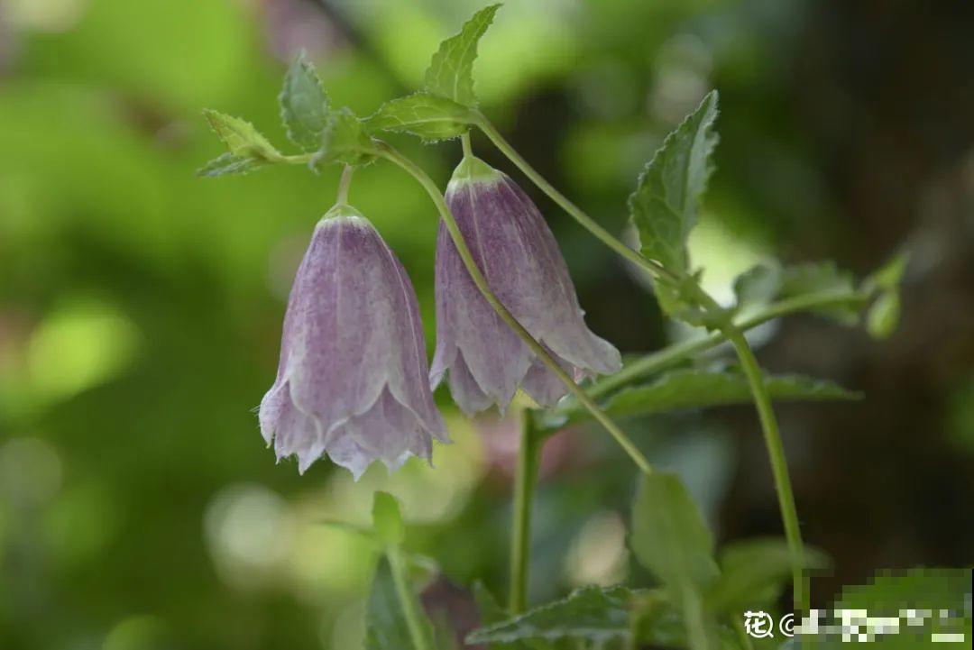 有个小院种种菜,养点花草,忘记半生喧嚣 有个小院种种菜,养点花草,忘记半生喧嚣