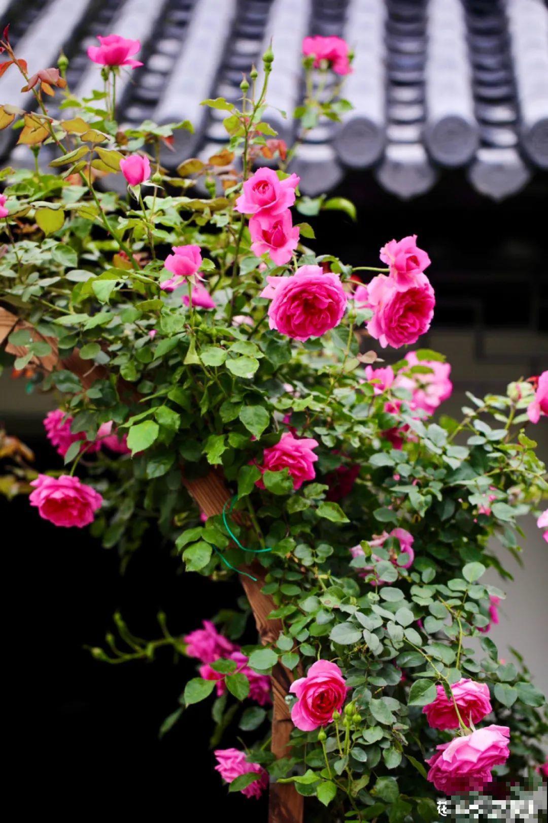 有个小院种种花，听风看雨，满眼花木
