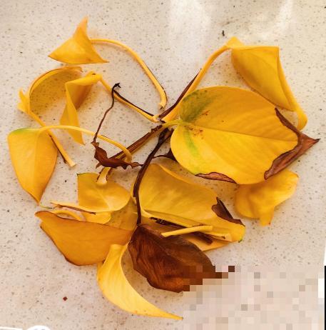 绿萝都能被养死，其实是没找到窍门，解决4个问题是关键