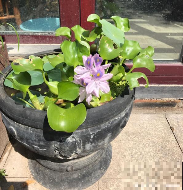 4种生物入侵植物，还是别养了，泛滥了容易惹麻烦