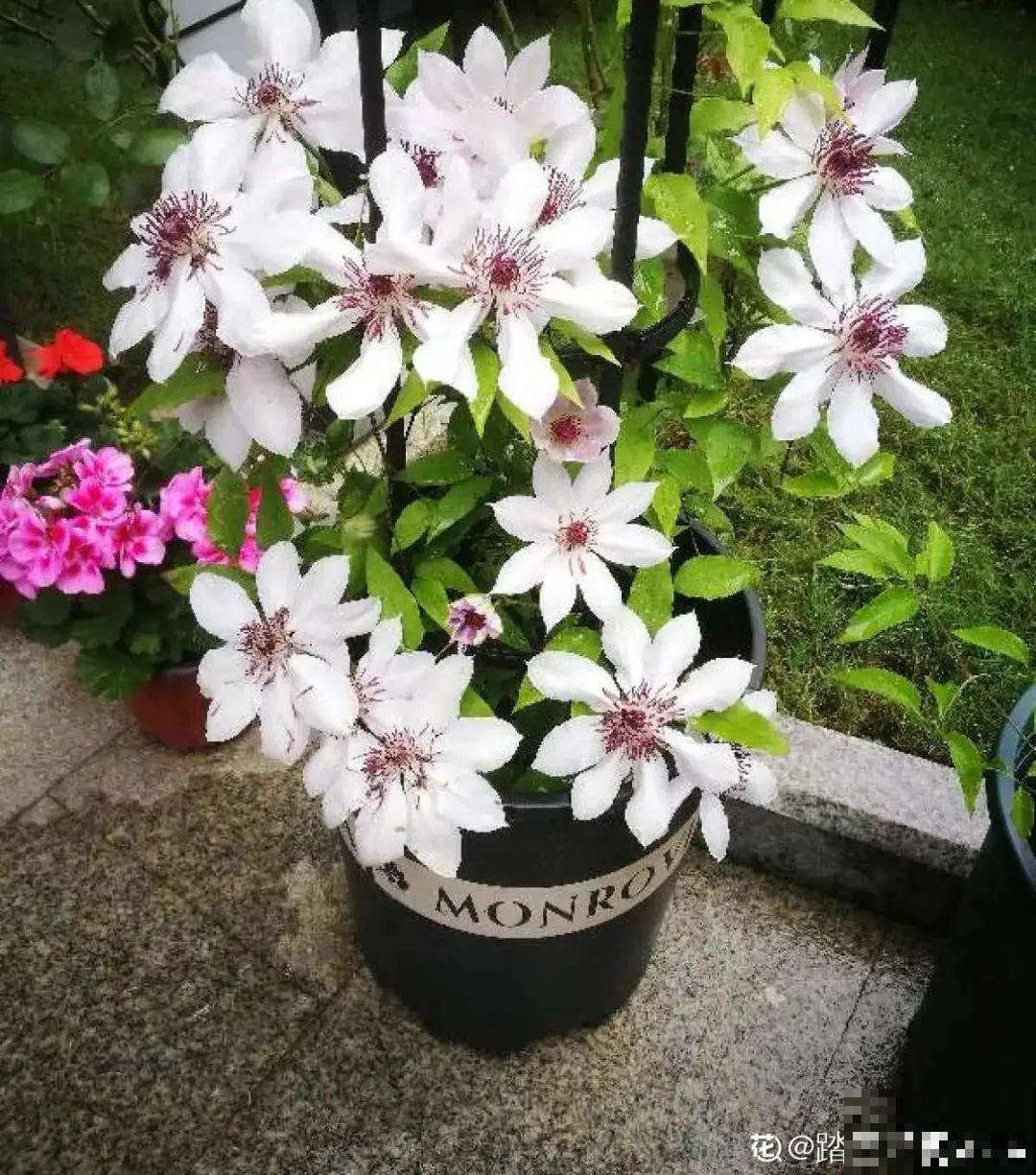 夏天养花，就怕乱浇水，千万不能积水