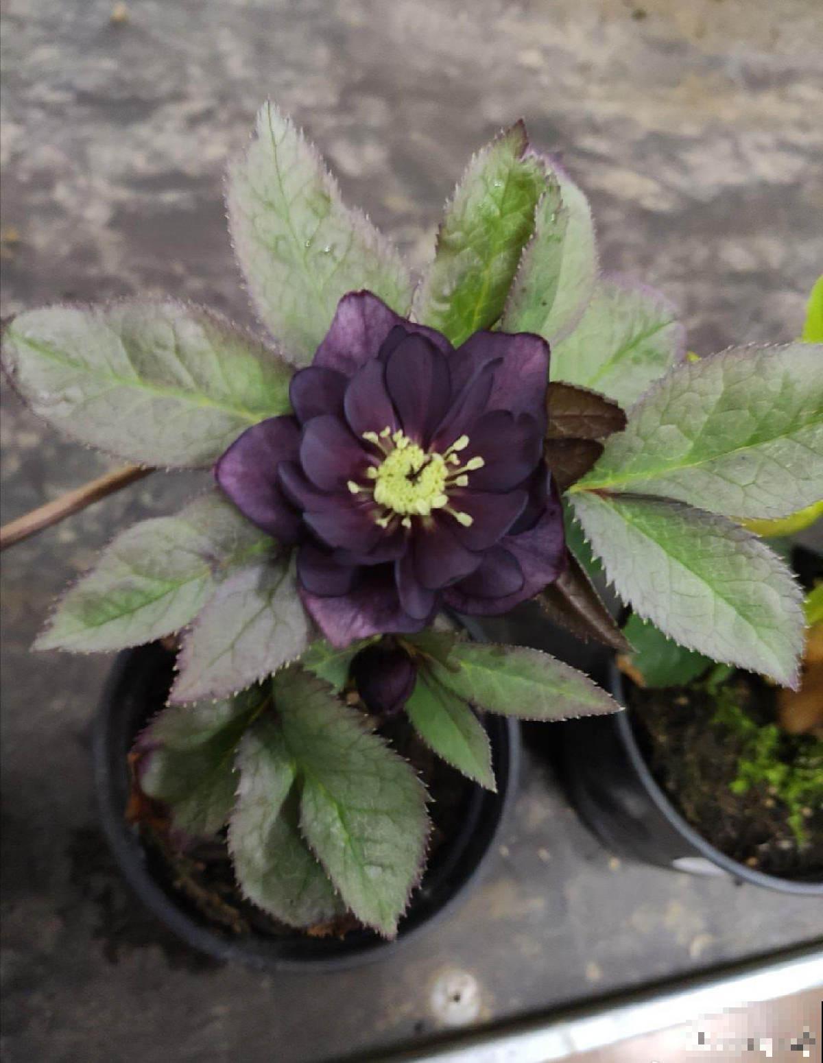 4种“黑色”植物,养起来得劲,却差点被妈妈扔掉 4种“黑色”植物,养起来得劲,却差点被妈妈扔掉