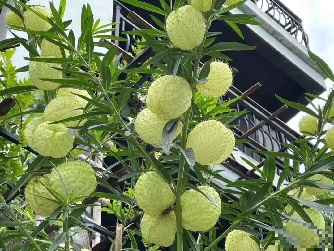 水塘边长出的“烤肠”,原来叫香蒲,毛茸茸特好玩 水塘边长出的“烤肠”,原来叫香蒲,毛茸茸特好玩