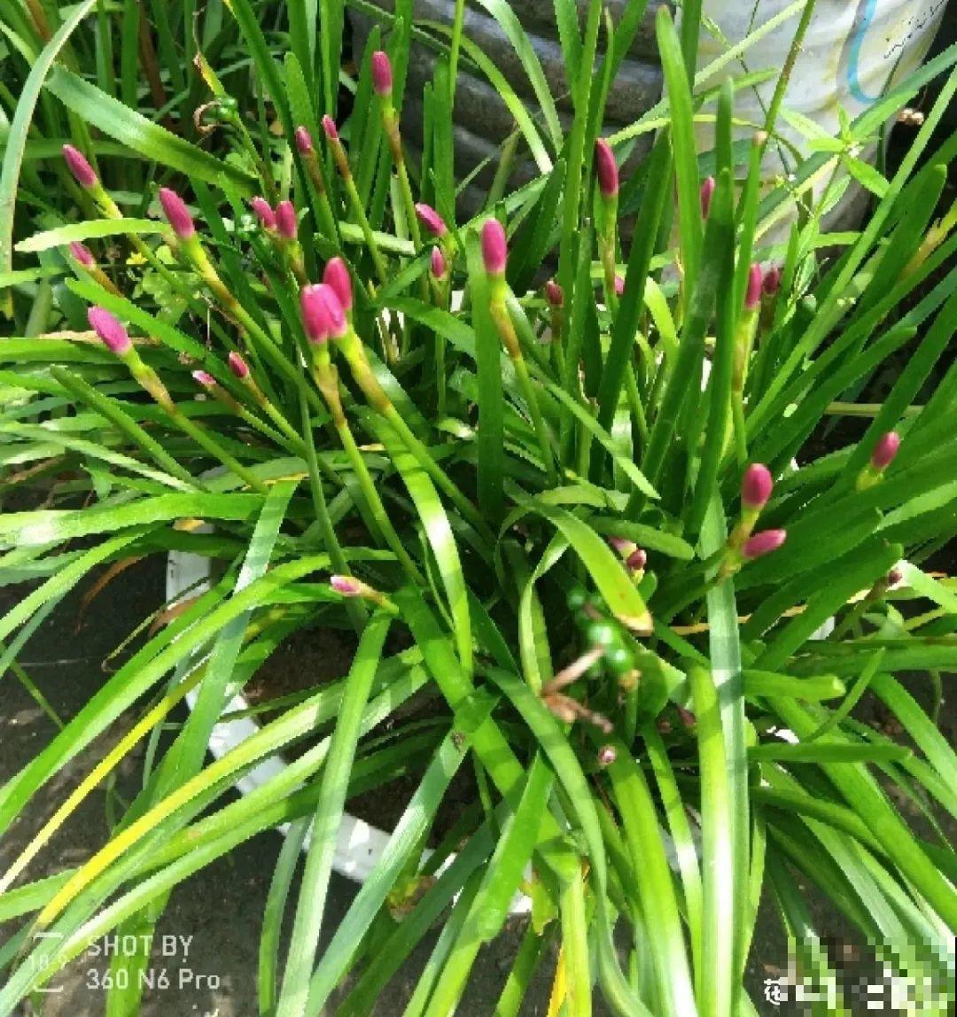 养花大神的爆花技巧，我给大家偷来了，赶紧学