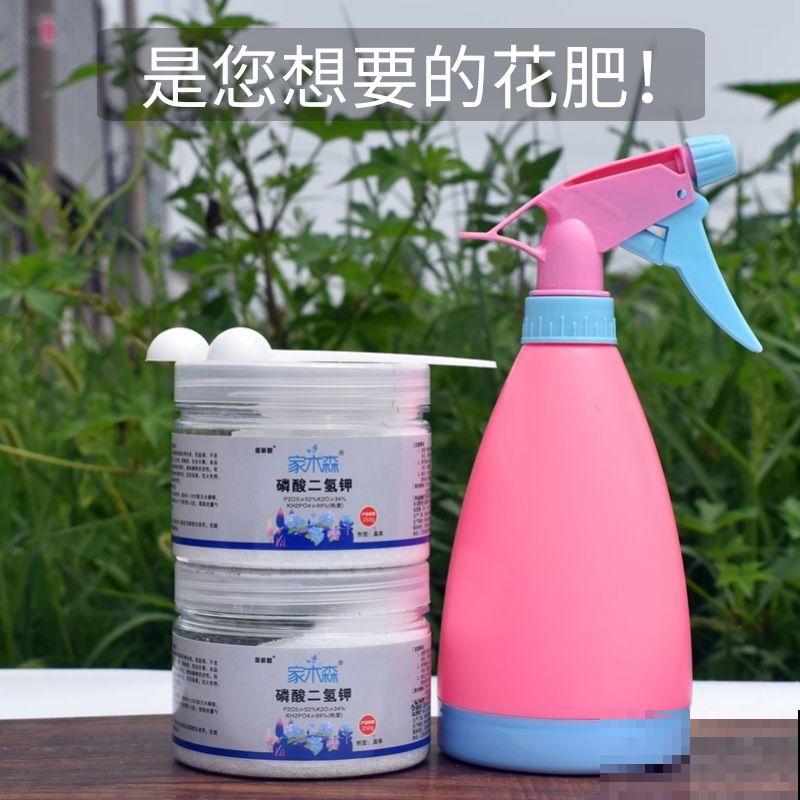 养绣球花不注意方法,难怪你的绣球花不爆盆! 养绣球花不注意方法,难怪你的绣球花不爆盆!