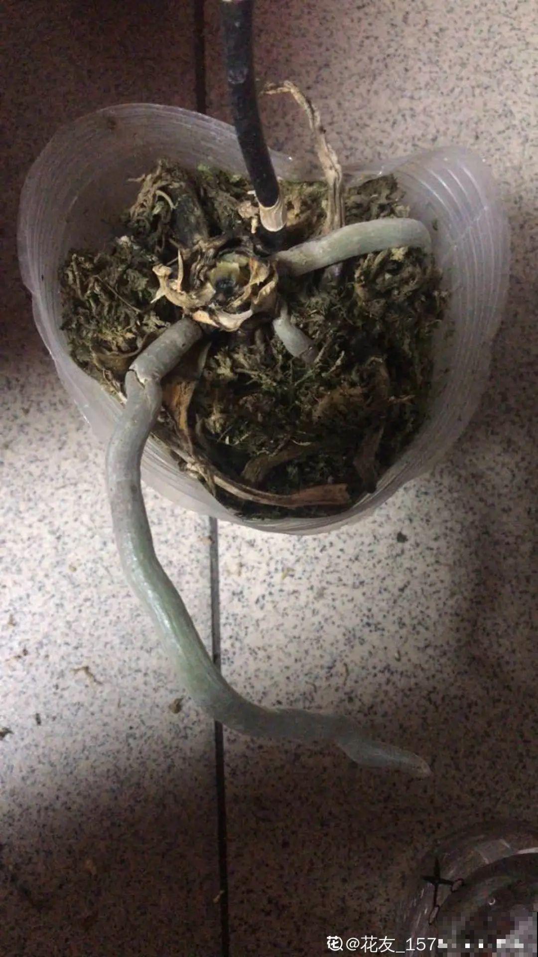 6种花夏天难养，贴土面砍一刀，新芽呼呼冒