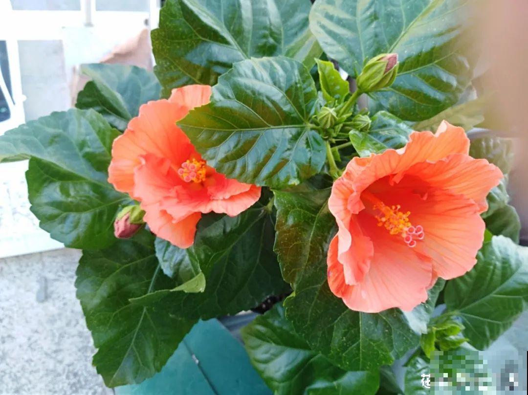 9个开花劳模，施肥不能停，不然越养越差劲