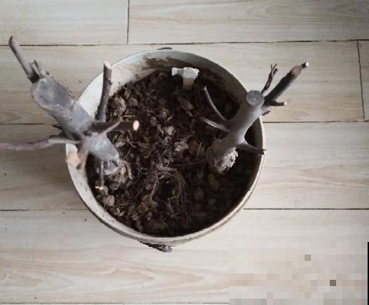 果树首选种苹果，6个步骤，在家吃到大苹果