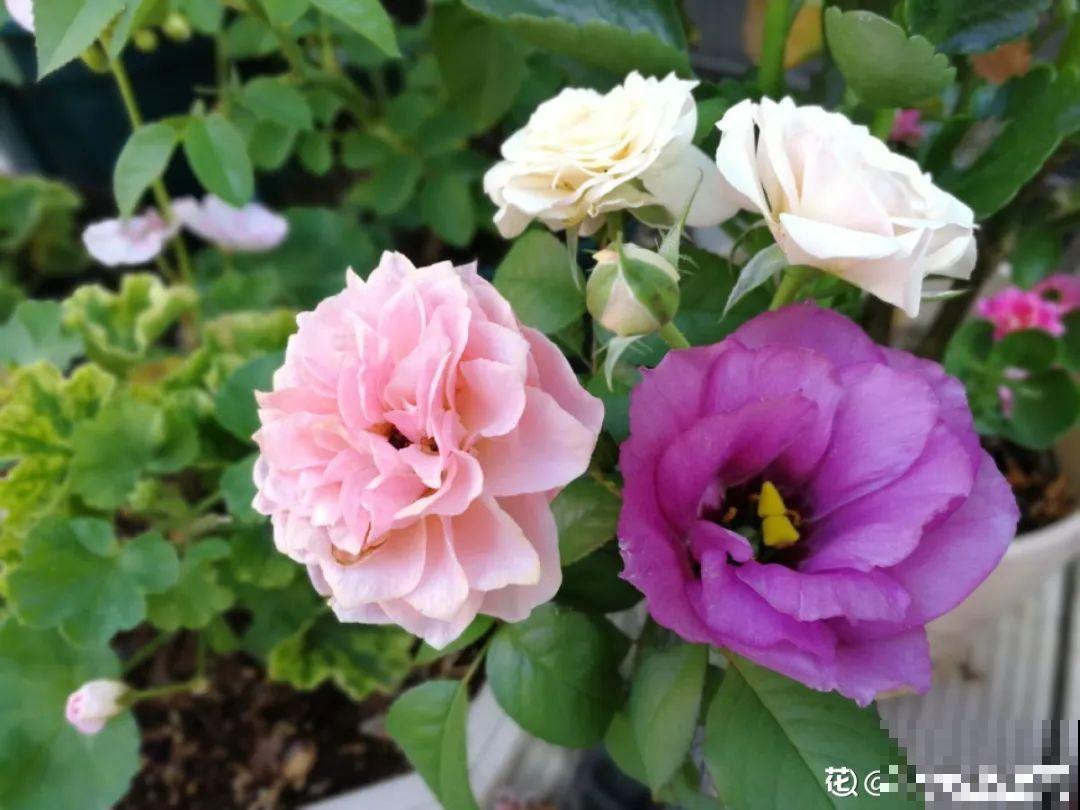 10种花并不是一次性,掌握养护要点,还能复花 10种花并不是一次性,掌握养护要点,还能复花