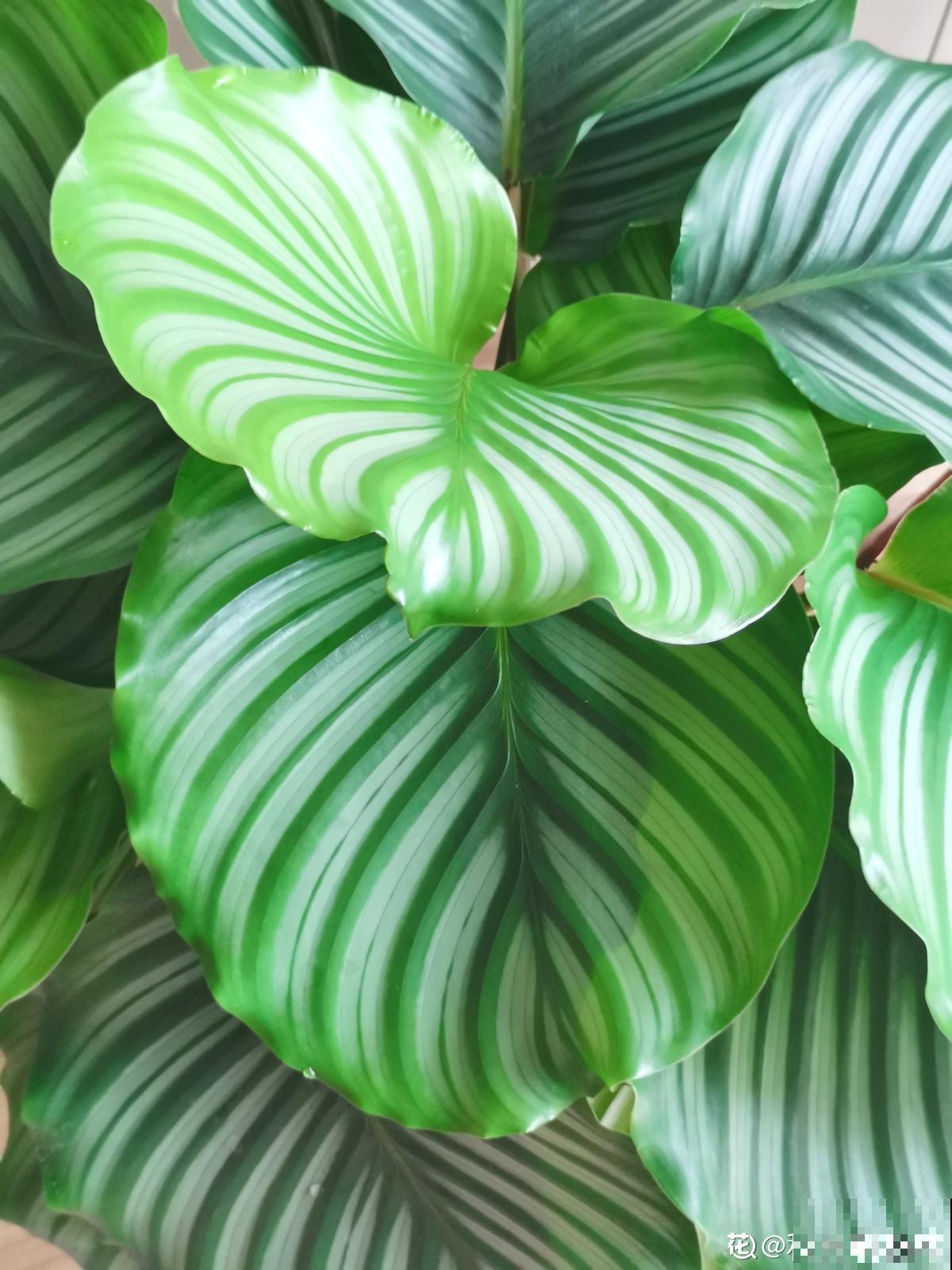 5步种好青苹果竹芋，家中就能打造“青苹果乐园”