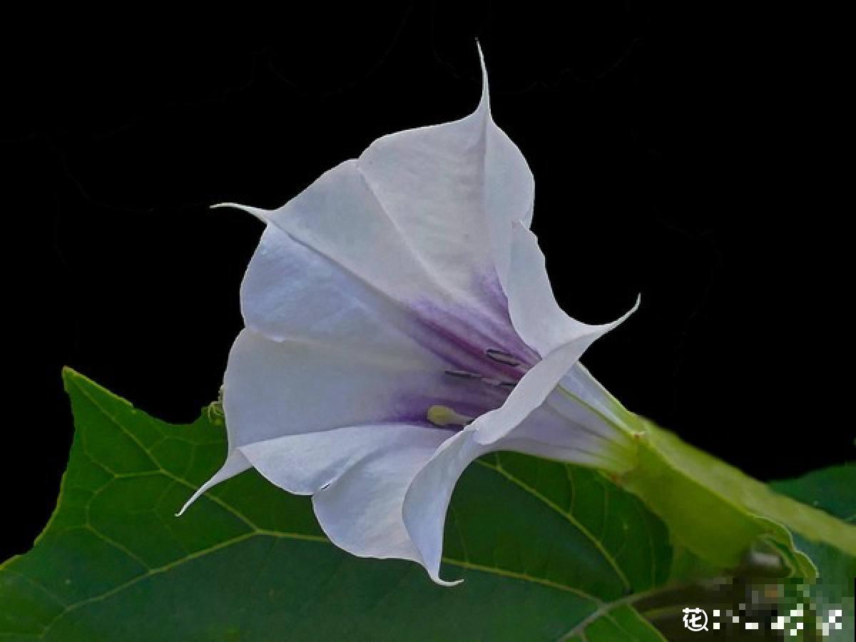 4种有毒花常在身边，还是得小心点，中毒就麻烦了