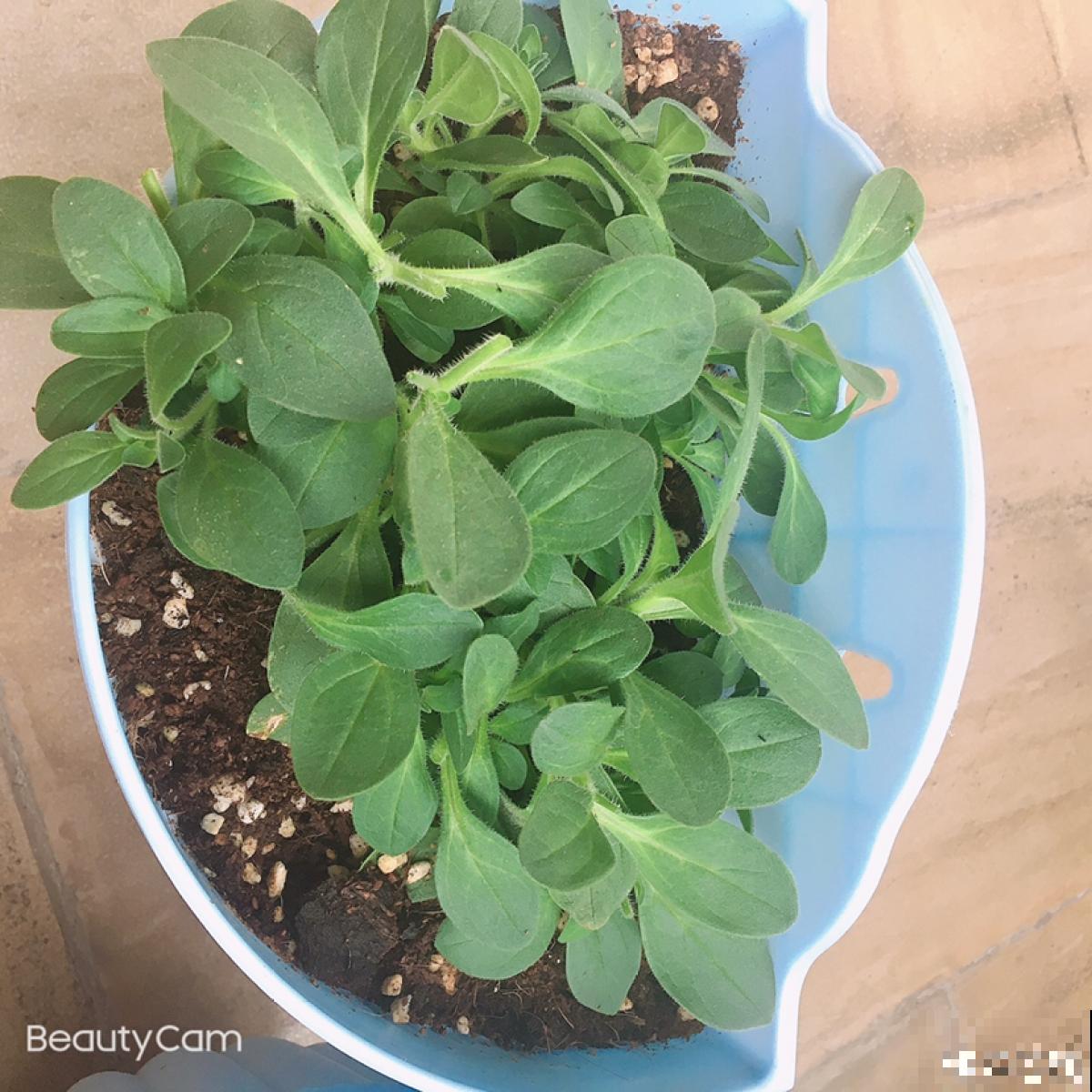 花朵中的“爆花机器”，初秋正是生长旺季，越“掐”花越多