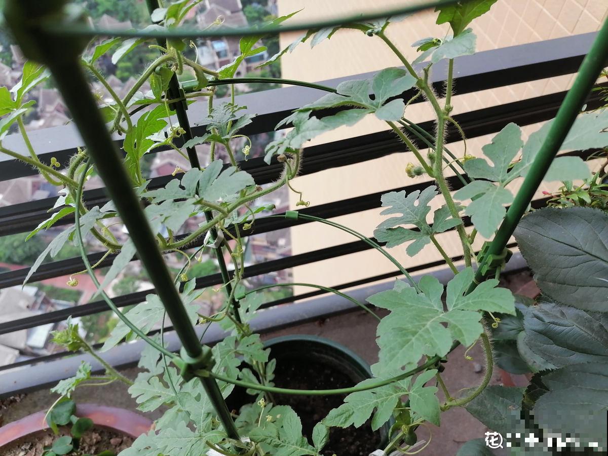 种瓜真能得瓜!学会这4步,阳台砰砰冒西瓜 种瓜真能得瓜!学会这4步,阳台砰砰冒西瓜