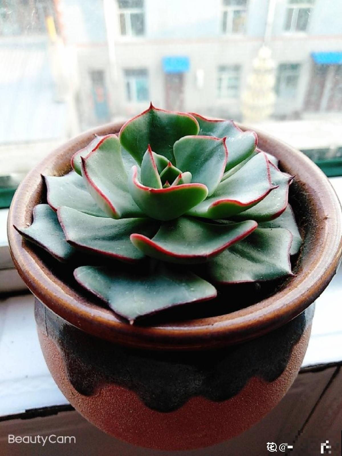 多肉“摊大饼”，解决这3点，叶片挺拔还肥大