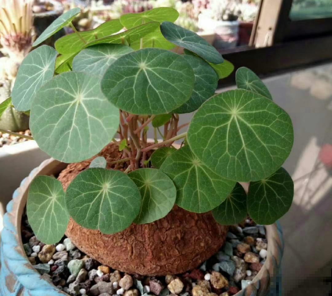 15种花,养在家里有气质,好养又健康 15种花,养在家里有气质,好养又健康