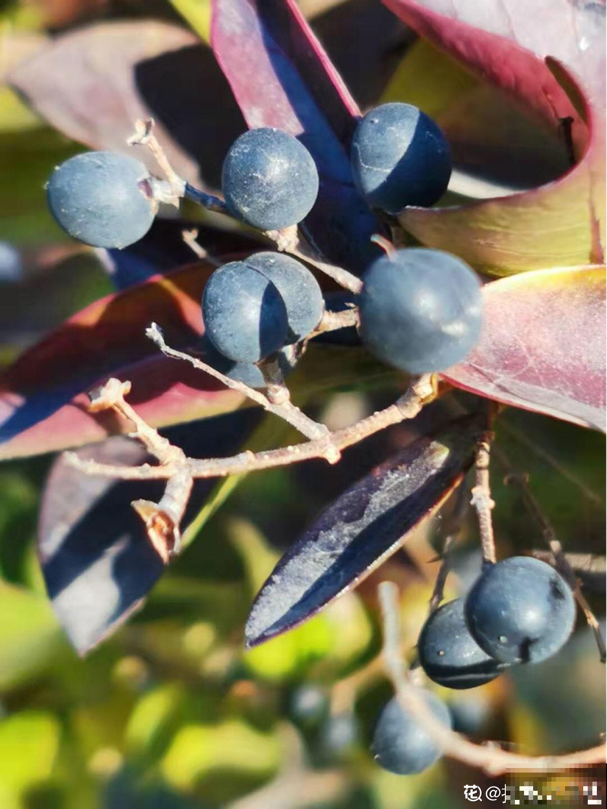 老中医爱养的60种植物，图文并茂特详细，种一盆养人养身心