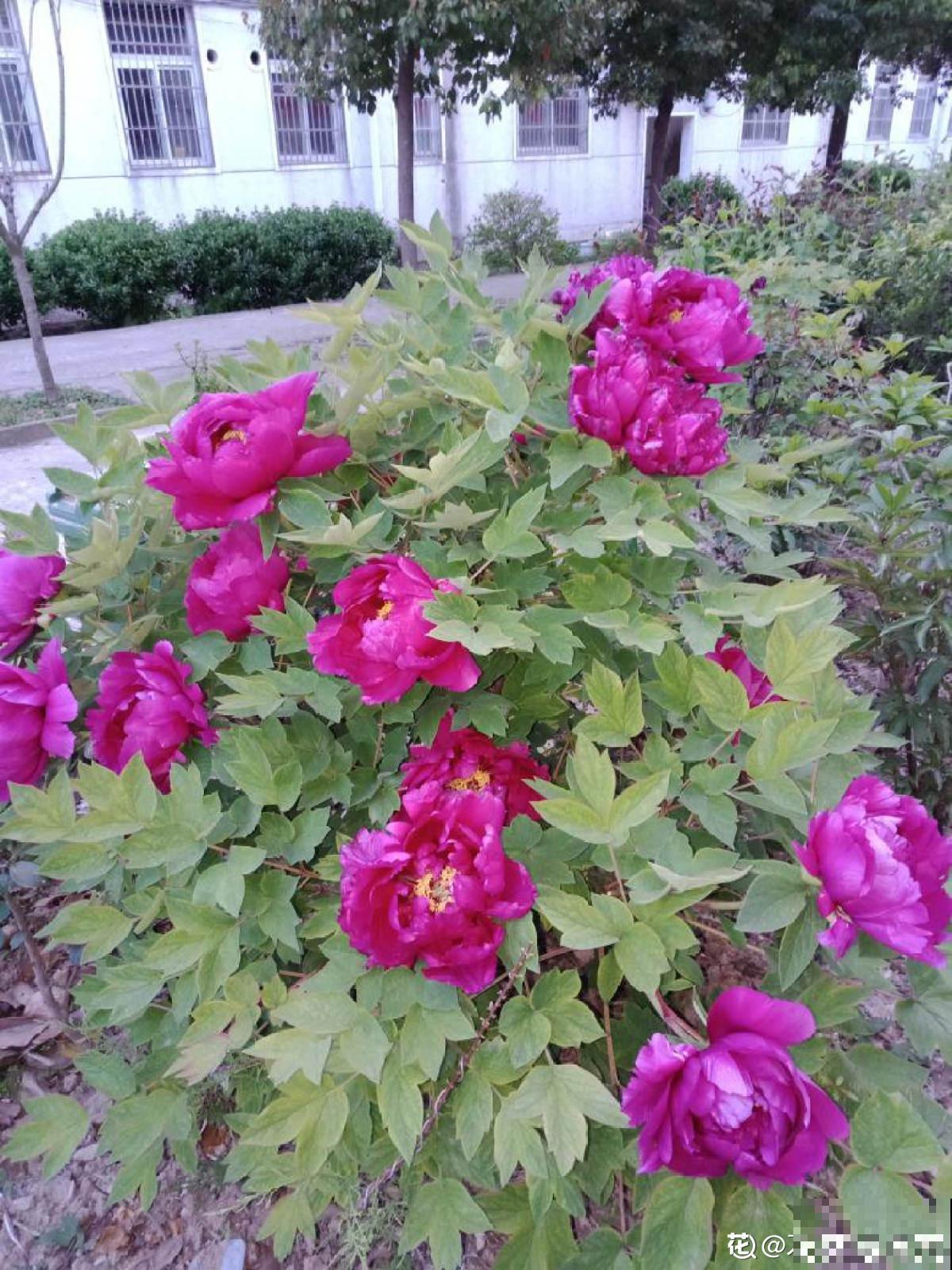 秋天“花骗子”真多,看到这4种花要谨慎,小心上当受骗 秋天“花骗子”真多,看到这4种花要谨慎,小心上当受骗