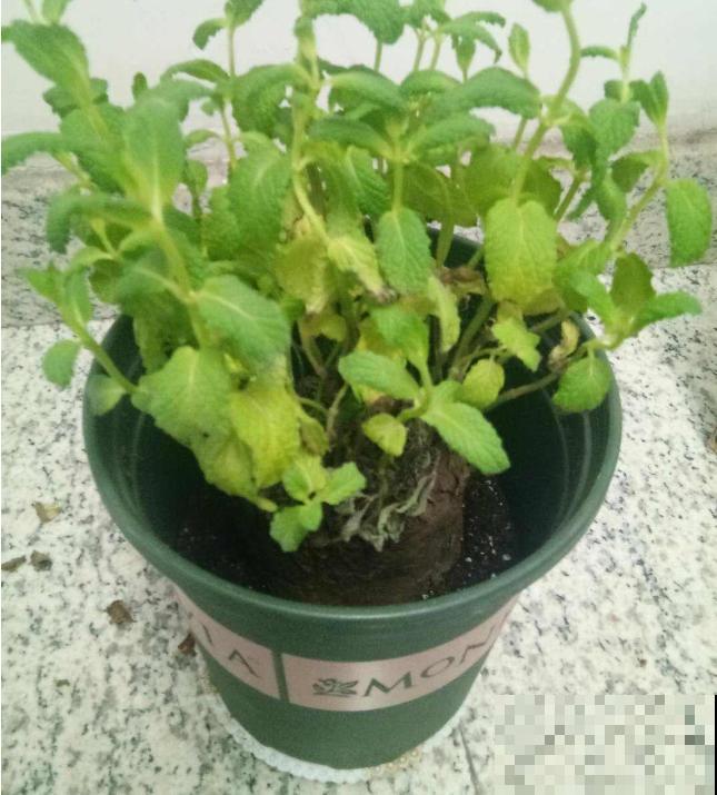 这3种清凉植物，最适合夏季养殖，来看看你有没有养殖吧