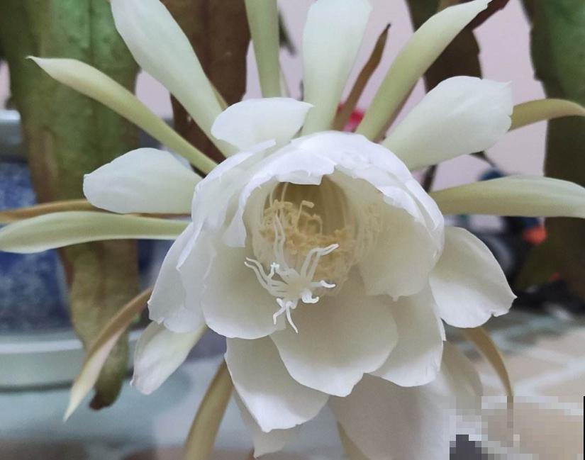 4个方面入手，教你如何养出爆盆昙花，快进来学习一下