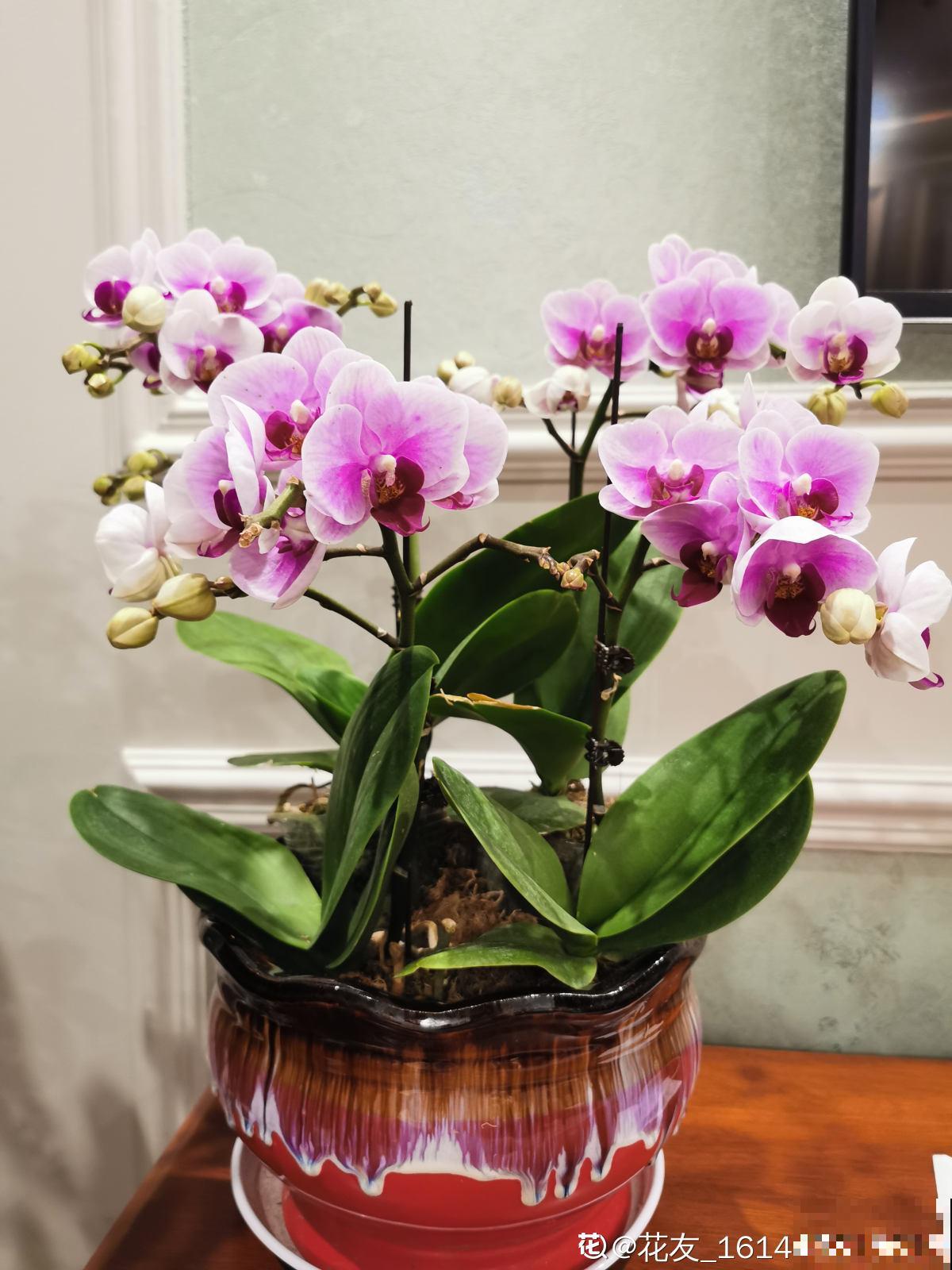 春节的蝴蝶兰挺不过夏天？做好4点，妙手回春不是梦