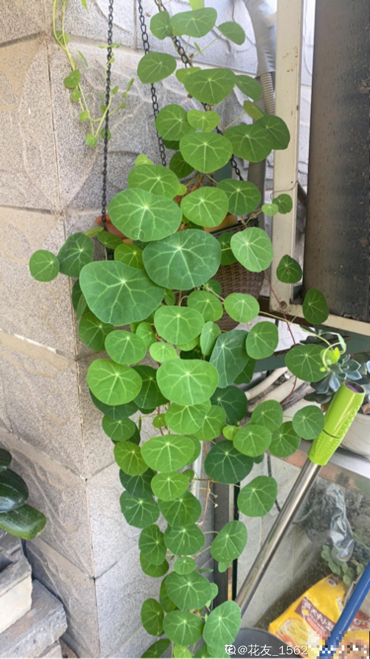 墙面大改造！种上4种爬墙花，我家的院墙成了拍照景点……