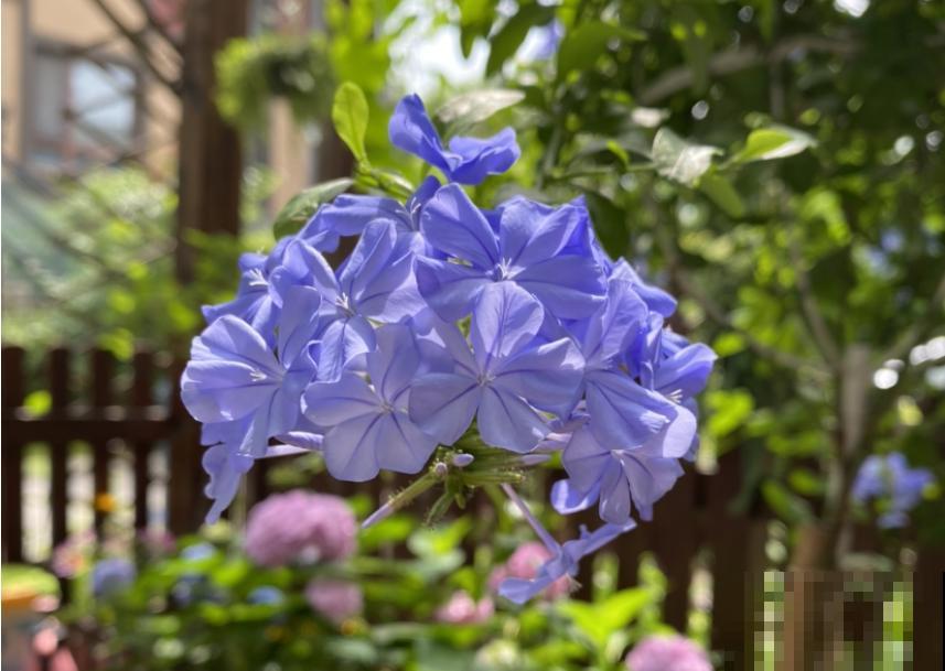 3种花特喜欢太阳，夏天晒晒长得旺，开花多多
