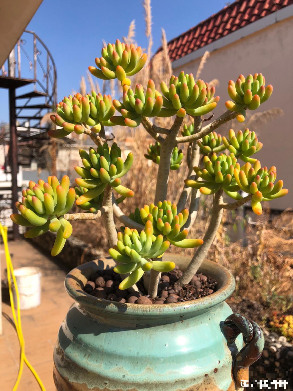 人气超高的景天科多肉,选得好也要养得好,网友:太美了! 人气超高的景天科多肉,选得好也要养得好,网友:太美了!