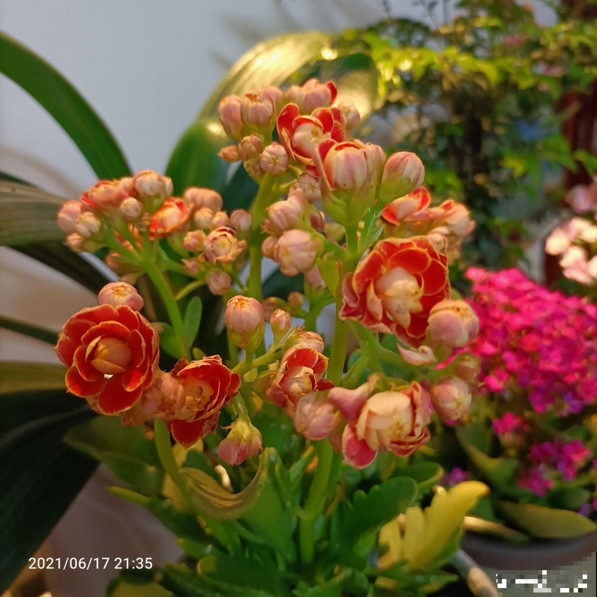 4种花现在正“饿”，多给它补点大补肥，才能长得壮