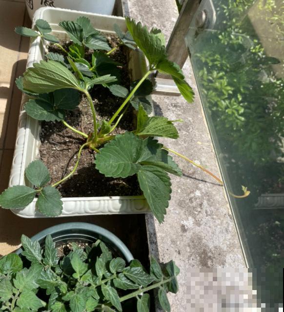 7种最适合阳台养殖的水果，成活率高，果香飘满屋