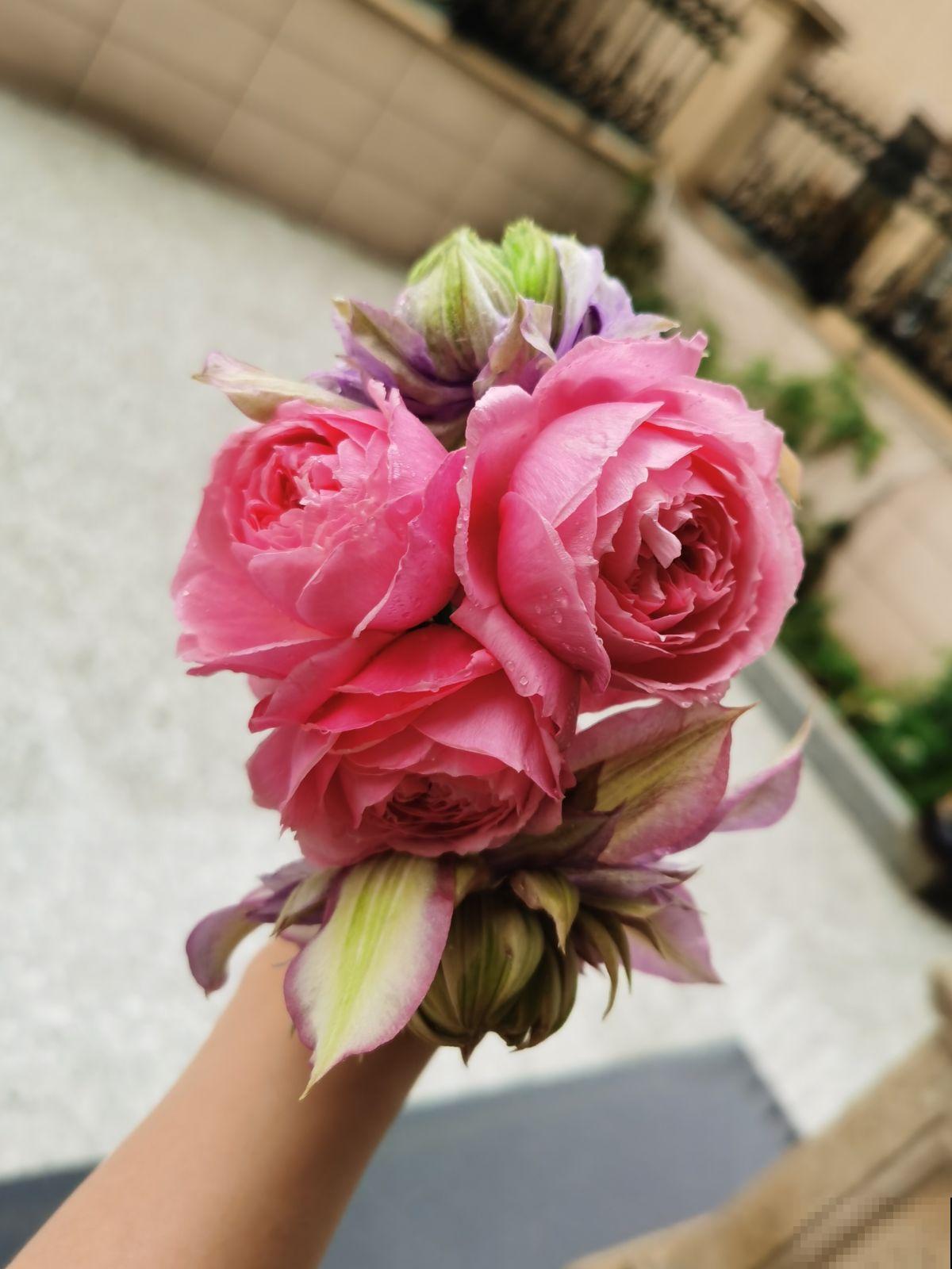 节日收到的花束,拿回家却束手无策?手把手教你鲜花养护 节日收到的花束,拿回家却束手无策?手把手教你鲜花养护