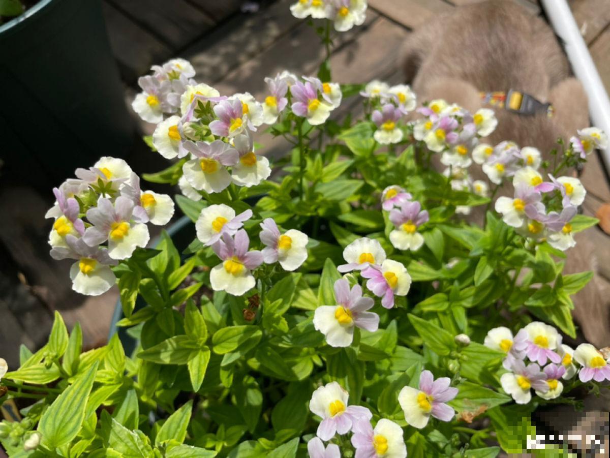 抢着要的一楼小院，本以为是养花好地方，住了一段时间后悔了