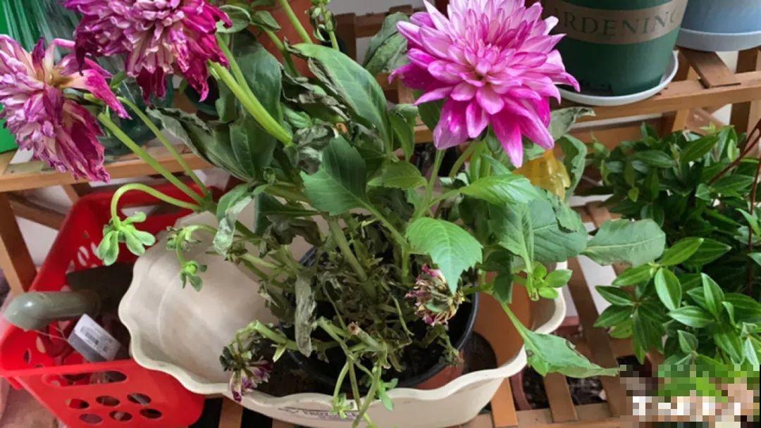 10种花并不是一次性,掌握养护要点,还能复花 10种花并不是一次性,掌握养护要点,还能复花