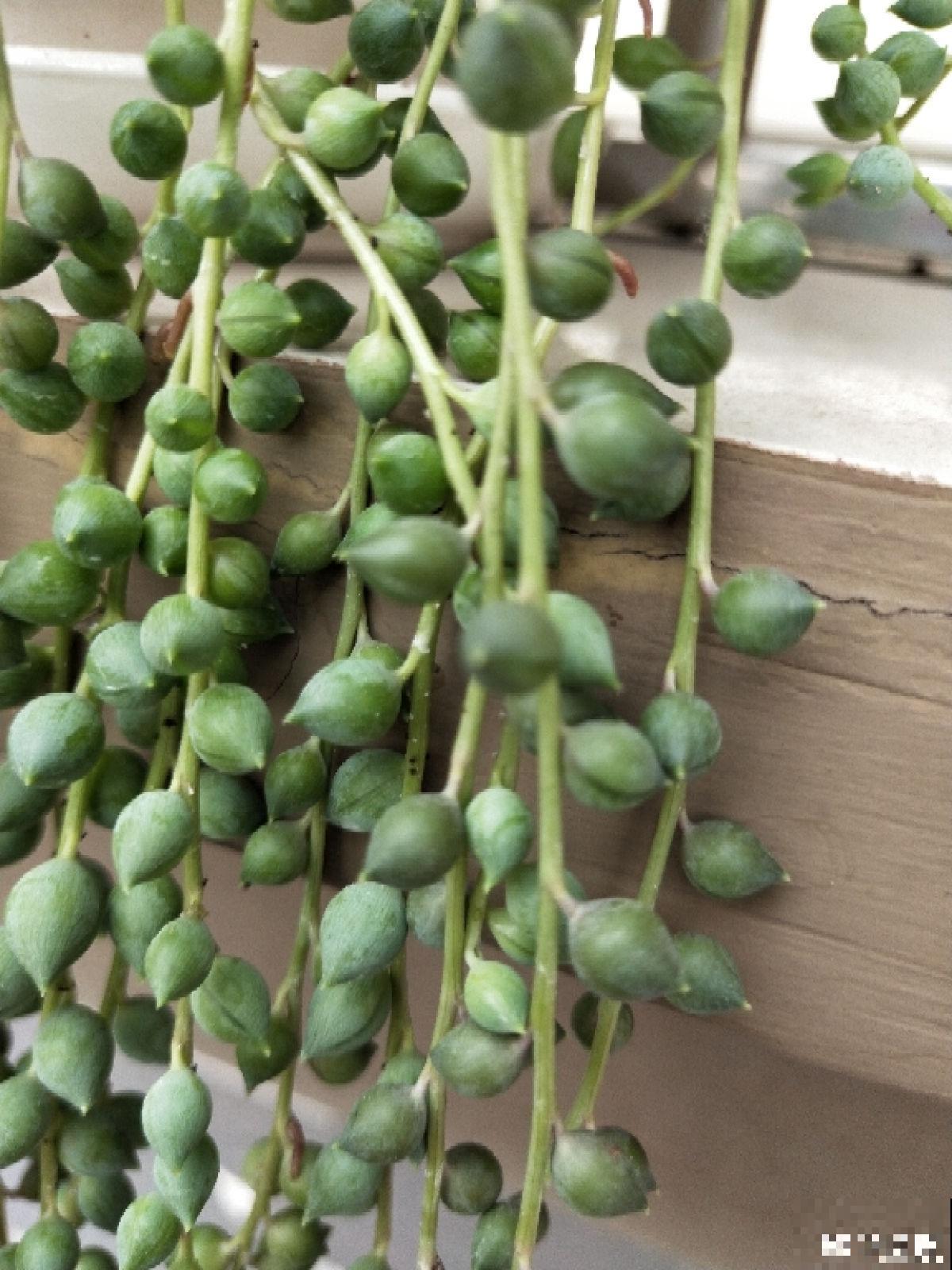 养腻了吊兰,试试佛珠吊兰,“垂流直下”长不停 养腻了吊兰,试试佛珠吊兰,“垂流直下”长不停