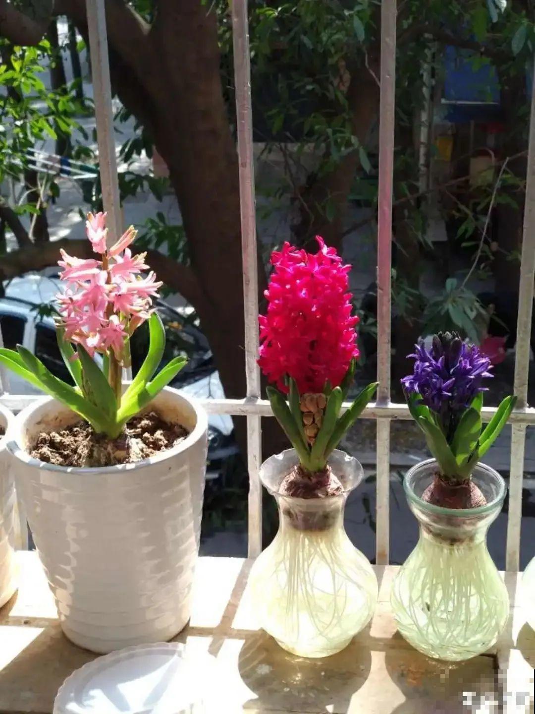 现在适合种11种花，耐寒好养活，呼呼开花爆盆