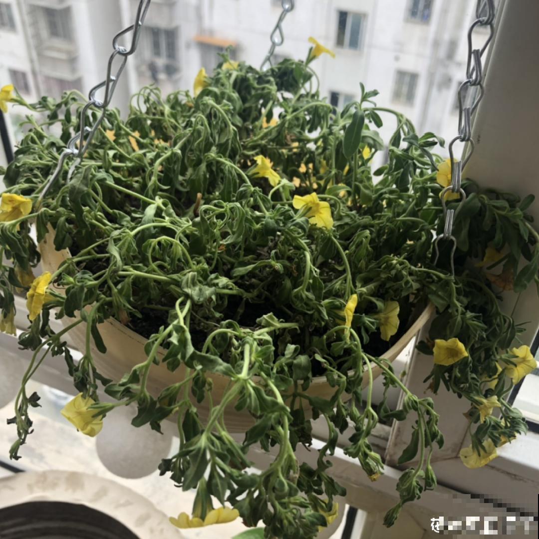 10种花并不是一次性,掌握养护要点,还能复花 10种花并不是一次性,掌握养护要点,还能复花
