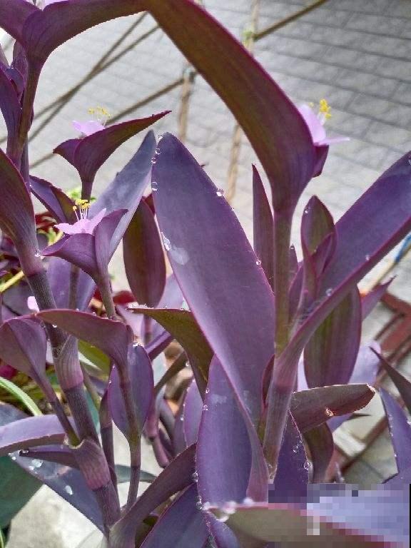 紫竹梅的5个种植关键点,你都知道吗? 紫竹梅的5个种植关键点,你都知道吗?