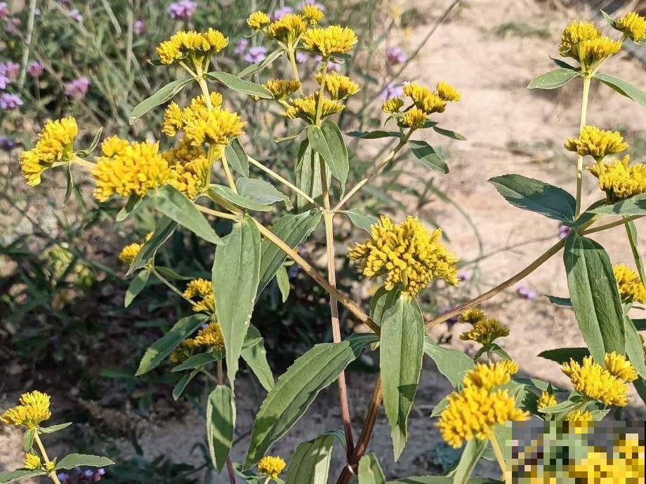 入侵植物爬进门，赶紧用开水烫死，不然就长疯了