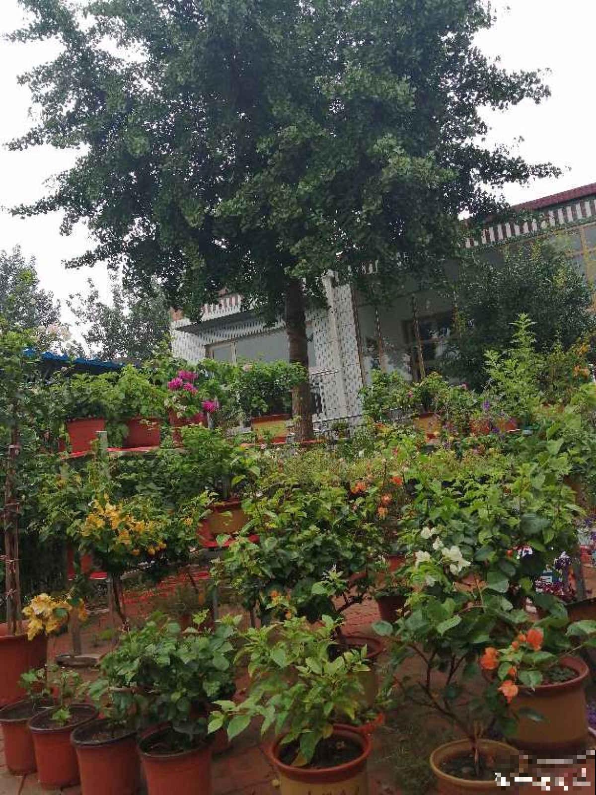 真正适合养花的院子，都有4个特点，利用好了院子变花园